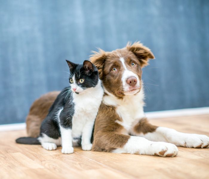 A dog and cat