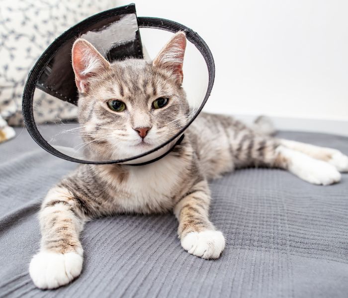A cat with head cone