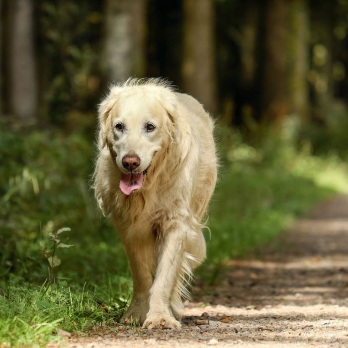 a dog walking on a path